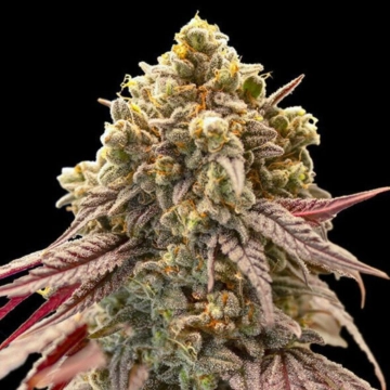 Auto Gelato Mint Autoflowering cannabis flower bud by 00 Seeds
