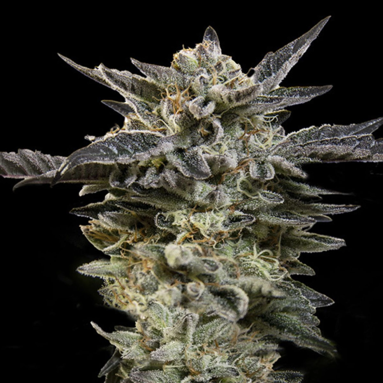 Auto Oreoz – 00 Seeds – Autoflowering