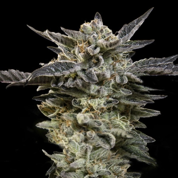 Auto Oreoz Autoflowering cannabis flower bud by 00 Seeds