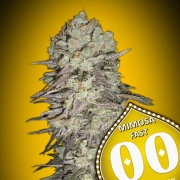 Mimosa Fast Feminized cannabis flower bud by 00 Seeds