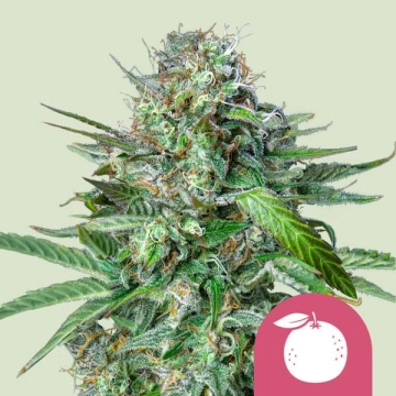 Tangie Feminized Feminized cannabis flower bud by Royal Queen Seeds