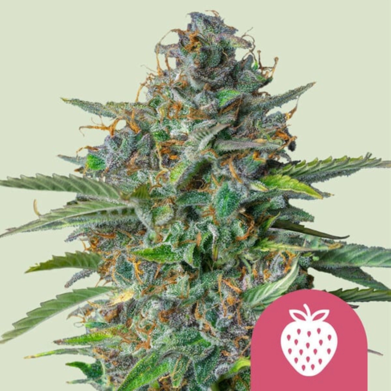 Strawberry Cough – Royal Queen Seeds – Feminized