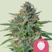 Strawberry Cough Feminized cannabis flower bud by Royal Queen Seeds