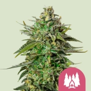 Alien OG Feminized cannabis flower bud by Royal Queen Seeds
