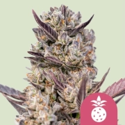 Tropicana Cookies Purple Feminized cannabis flower bud by Royal Queen Seeds
