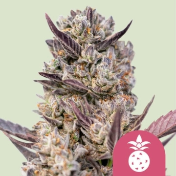 Tropicana Cookies Purple Feminized cannabis flower bud by Royal Queen Seeds