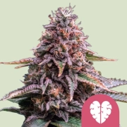 Pink Mist Feminized cannabis flower bud by Royal Queen Seeds