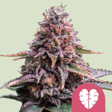 Pink Mist Feminized cannabis flower bud by Royal Queen Seeds