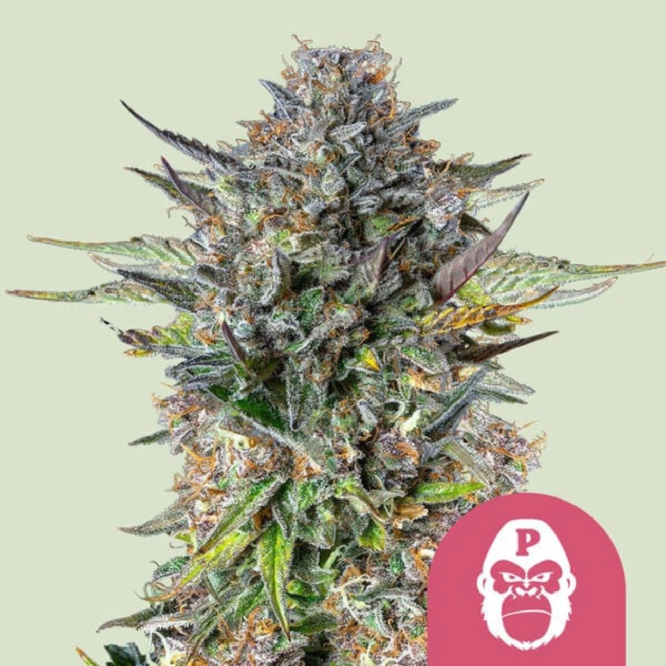 Pink Gorilla – Royal Queen Seeds – Feminized