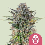 Pink Gorilla Feminized cannabis flower bud by Royal Queen Seeds