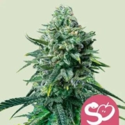 Forbidden Fruit Feminized cannabis flower bud by Royal Queen Seeds