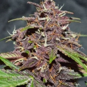 CBD Auto Blackberry Kush Autoflowering cannabis flower bud by Dutch Passion