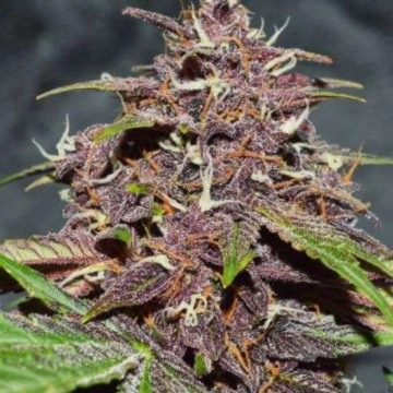 CBD Auto Blackberry Kush Autoflowering cannabis flower bud by Dutch Passion