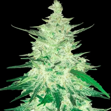 CBD Auto 1:1 (CBD Crack) Autoflowering cannabis flower bud by FastBuds Seeds