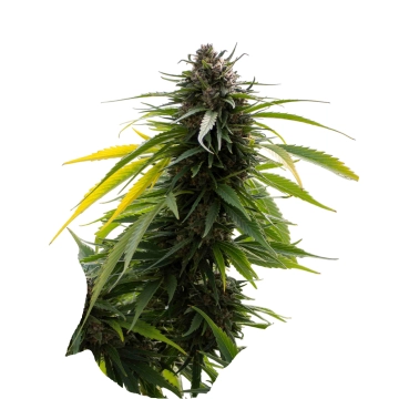 Sherbert 3n Triploid cannabis flower bud by Tyrol Seeds