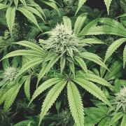 COOKIEZ – Tyrol Seeds – Triploid