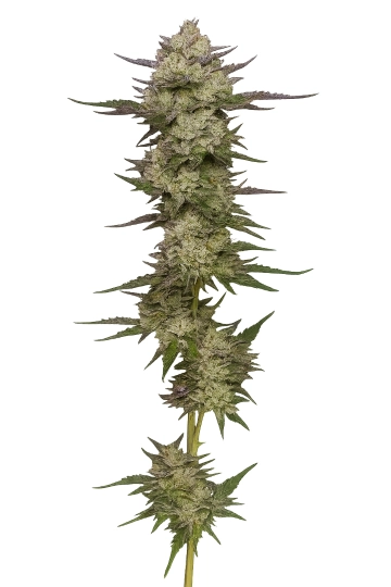 Donutz Triploid Triploid cannabis flower bud by Tyrol Seeds