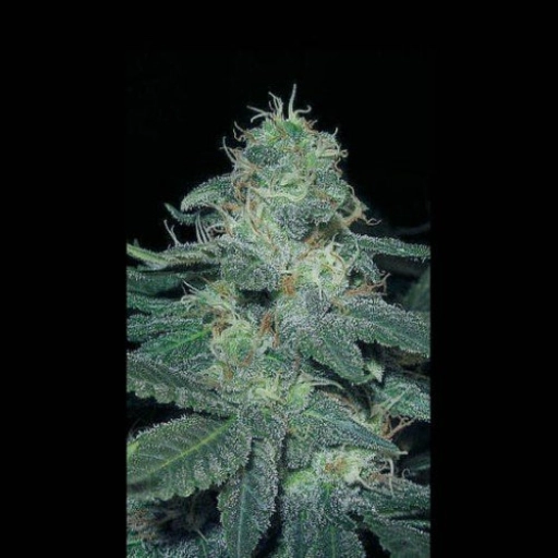 BC Diesel Feminized Seeds BlimBurn Seeds