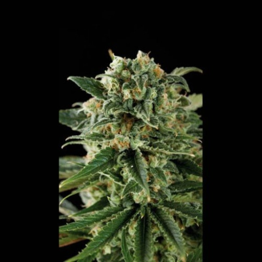 Critical Automatic Feminized Seeds BlimBurn Seeds