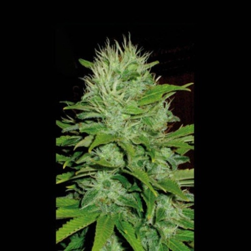Mango Feminized Seeds BlimBurn Seeds