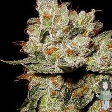 OG