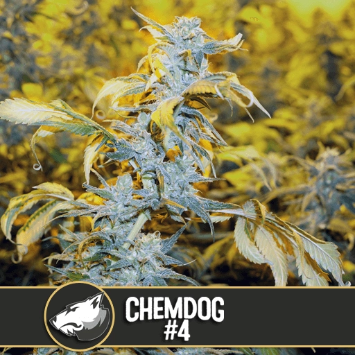 Chemdog #4 Feminized Seeds BlimBurn Seeds