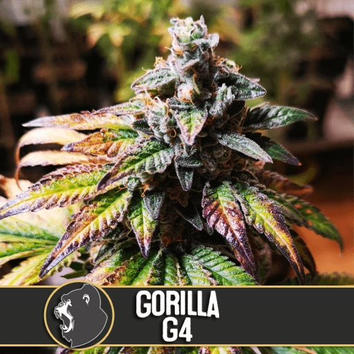 Gorilla Glue #4 Feminized Seeds BlimBurn Seeds
