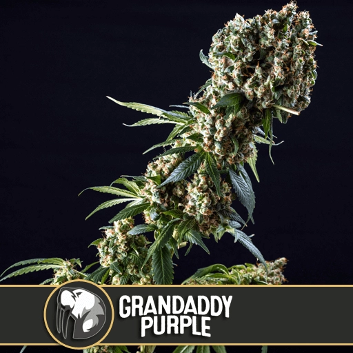 Grandaddy Purple Feminized Seeds BlimBurn Seeds