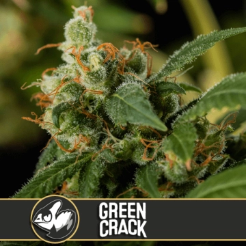 Green Crack Feminized Seeds BlimBurn Seeds