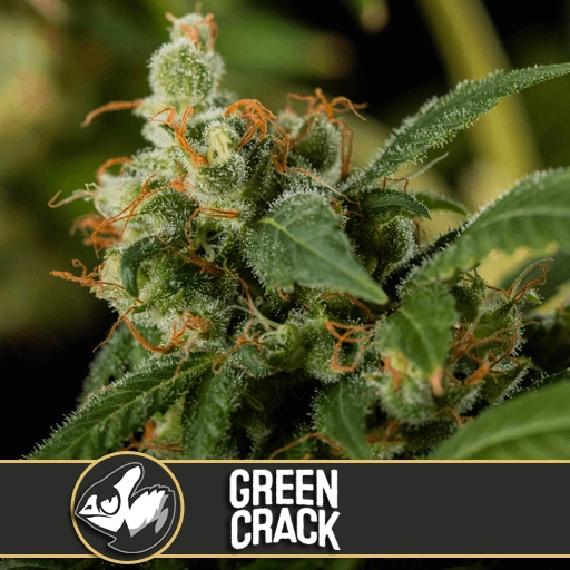 Green Crack Feminized Seeds BlimBurn Seeds