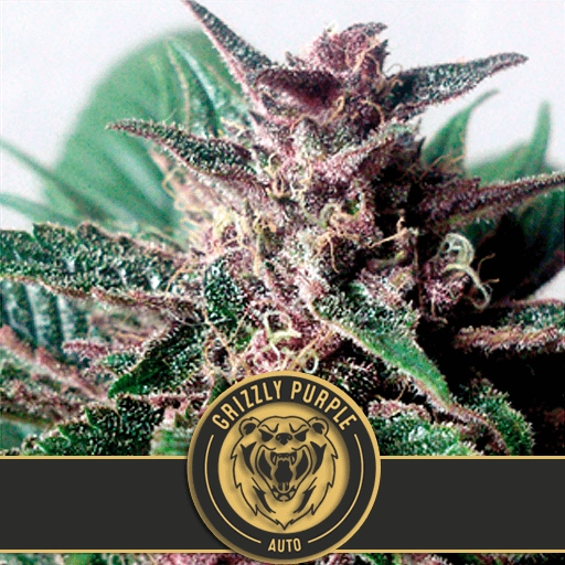 Grizzly Purple Auto Feminized Seeds BlimBurn Seeds