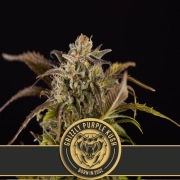Grizzly Purple Kush Feminized Seeds BlimBurn Seeds
