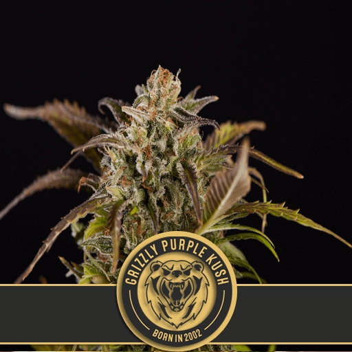 Grizzly Purple Kush Feminized Seeds BlimBurn Seeds