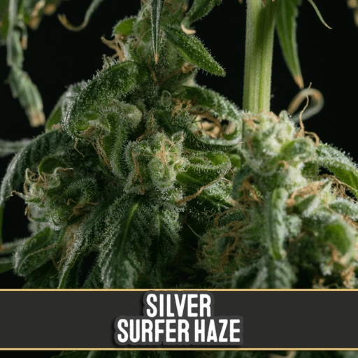 Silver Surfer Haze Feminized Seeds BlimBurn Seeds