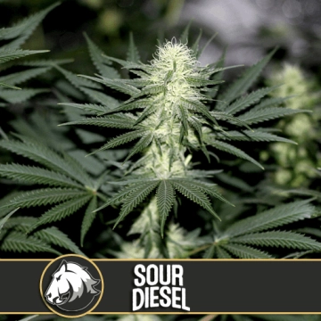Sour Diesel Feminized Seeds BlimBurn Seeds
