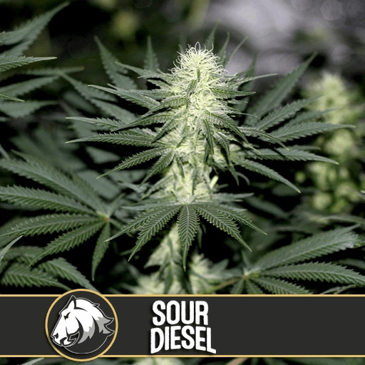 Sour Diesel Feminized Seeds BlimBurn Seeds