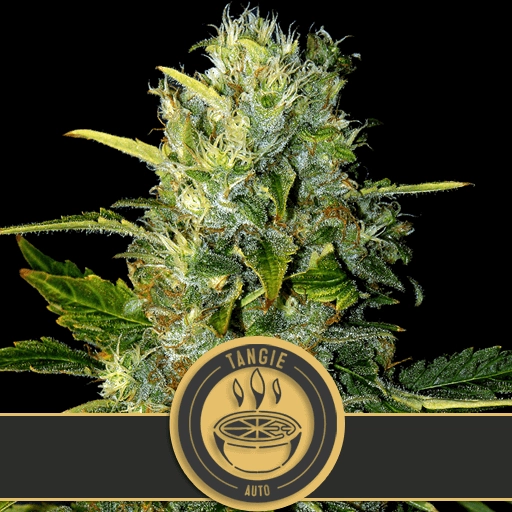 Tangie Auto Feminized Seeds BlimBurn Seeds