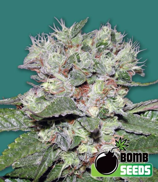 CBD Bomb Feminized Seeds Bomb Seeds