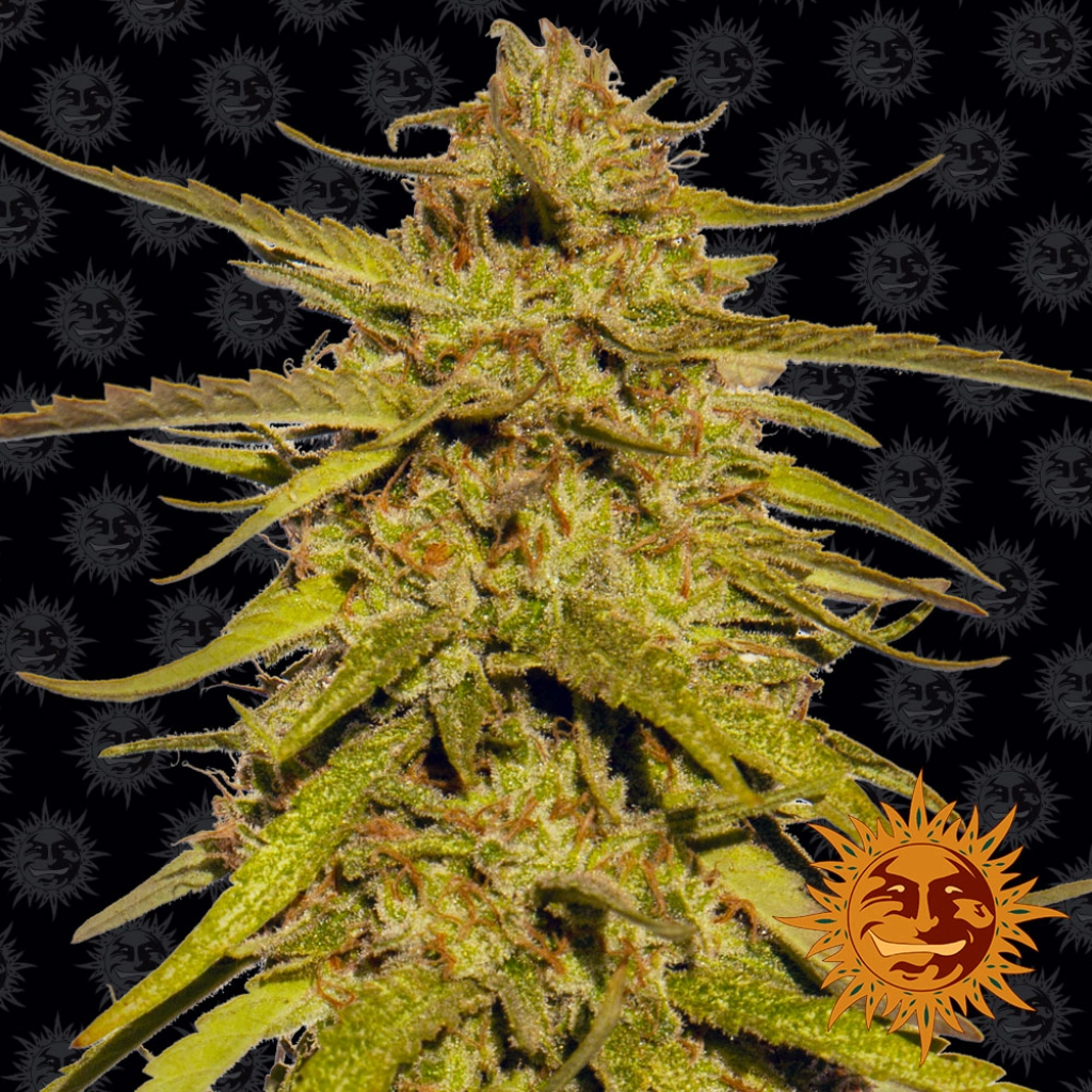 Pineapple Haze Regular Seeds Barneys Farm