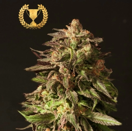 Shoreline Feminized Seeds Devils Harvest