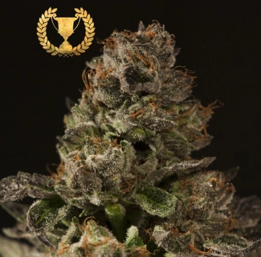 Strawberry Sour Diesel Feminized Seeds Devils Harvest