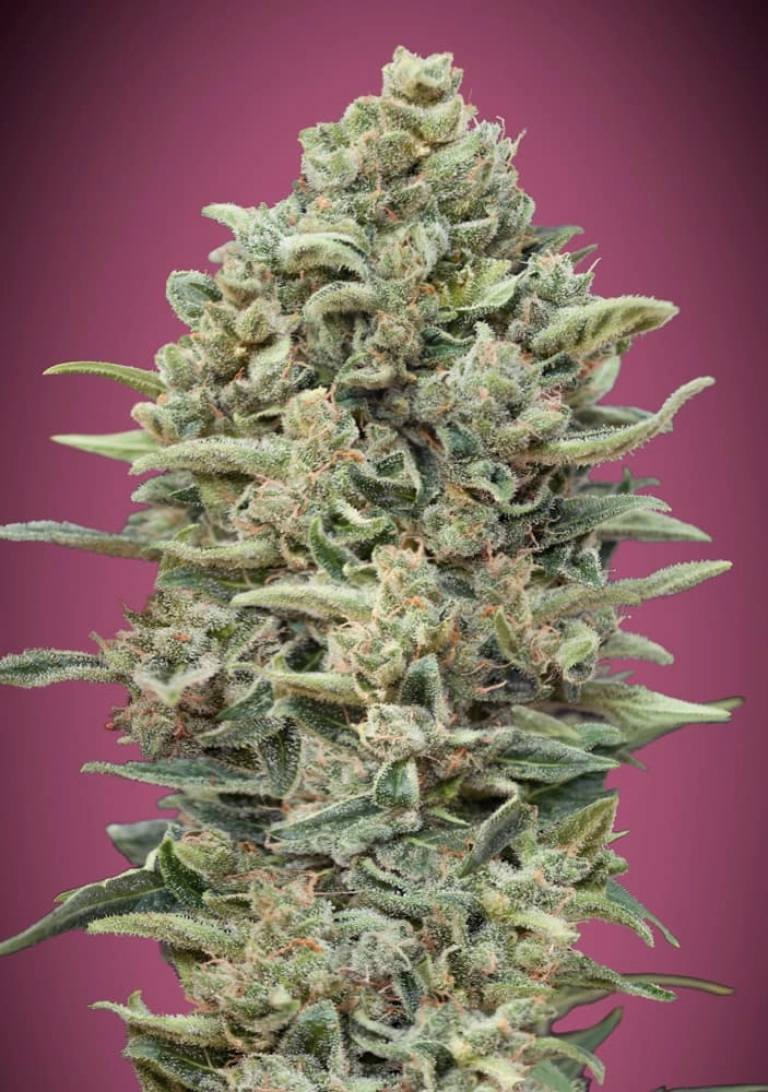 Gelato 33 FAST Feminized Seeds Advanced Seeds