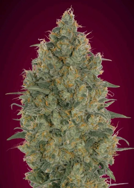 Somango Glue Feminized Seeds Advanced Seeds