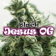Black Jesus OG Feminized Seeds Dr Underground