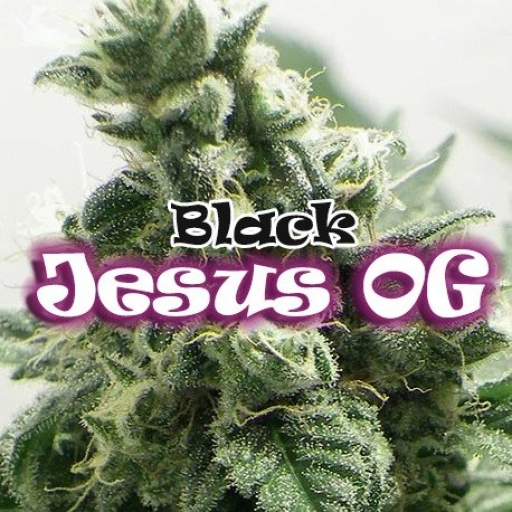 Black Jesus OG Feminized Seeds Dr Underground