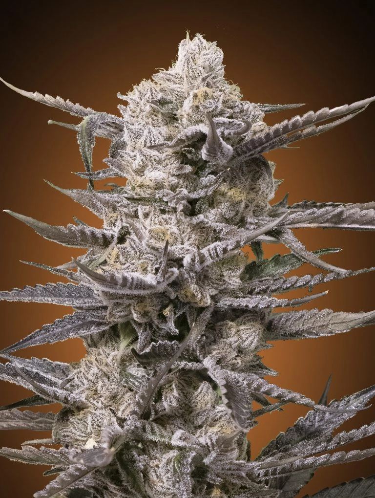 Watermelon OG Feminized Seeds Advanced Seeds