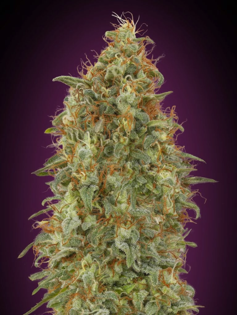Zkittlez FAST Feminized Seeds Advanced Seeds