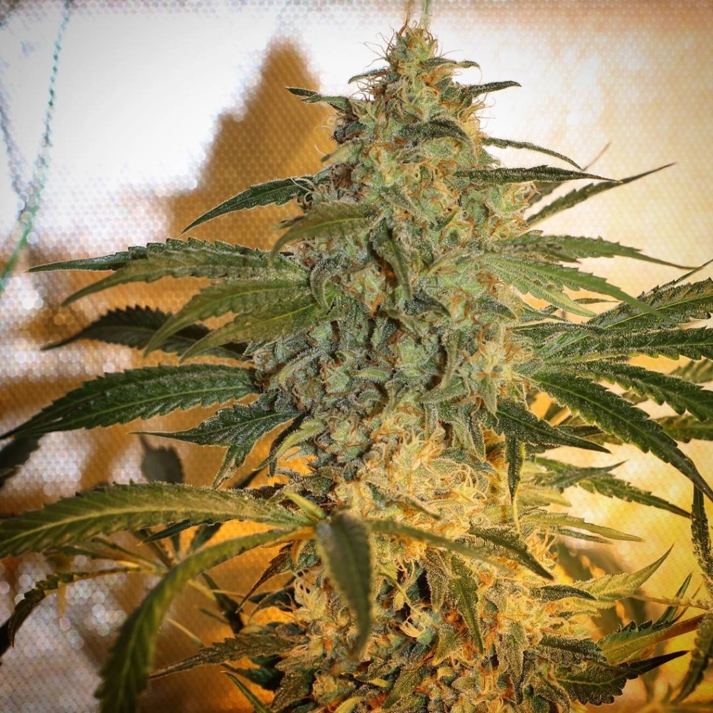 Brooklyn Mango Feminized Seeds Dr Underground
