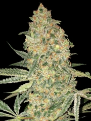 Bruce Banner Feminized Seeds Advanced Seeds