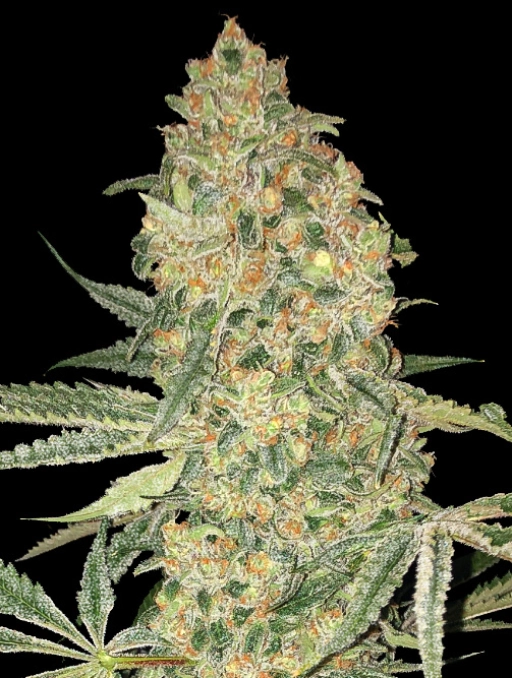 Bruce Banner Feminized Seeds Advanced Seeds